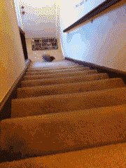 小短腿速度也不慢啊
