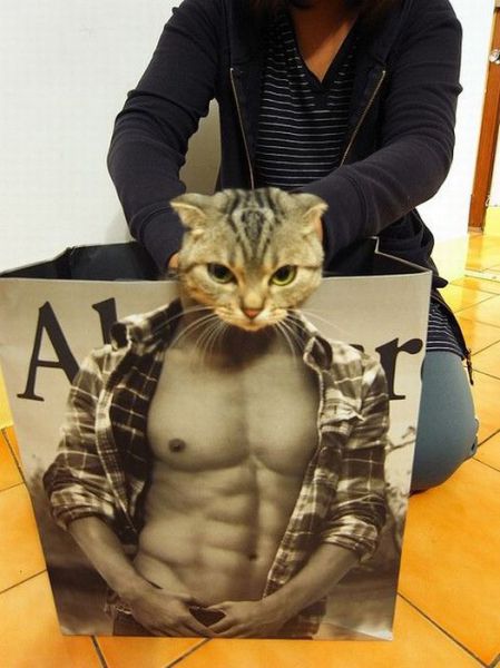 型男秀猫咪
