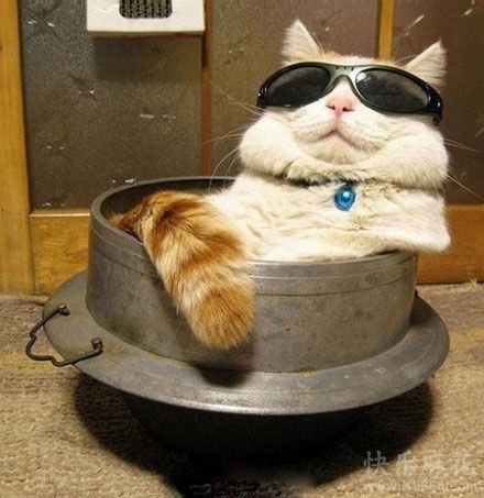 潮猫