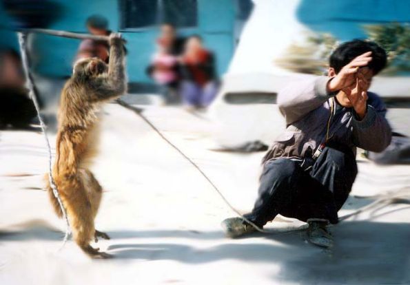 怎么变成了猴耍人的戏呢