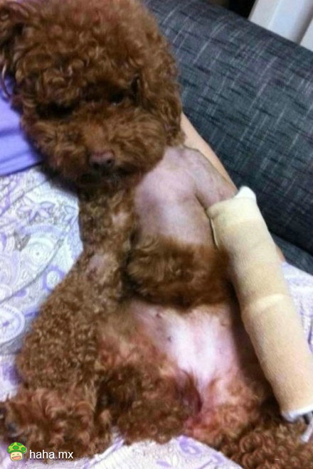 狗狗受伤了