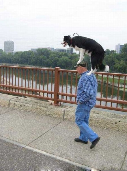 狗还可以这么遛