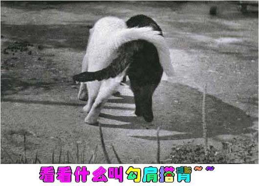 看看什么叫勾肩搭背