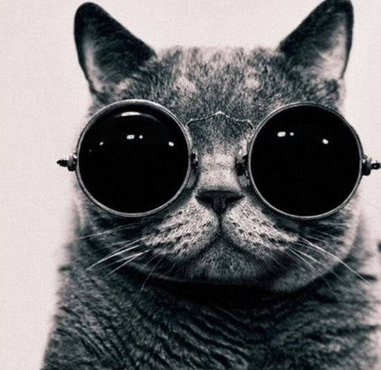 很有派头的猫帮老大