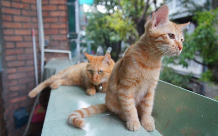 后面的猫想干啥呢