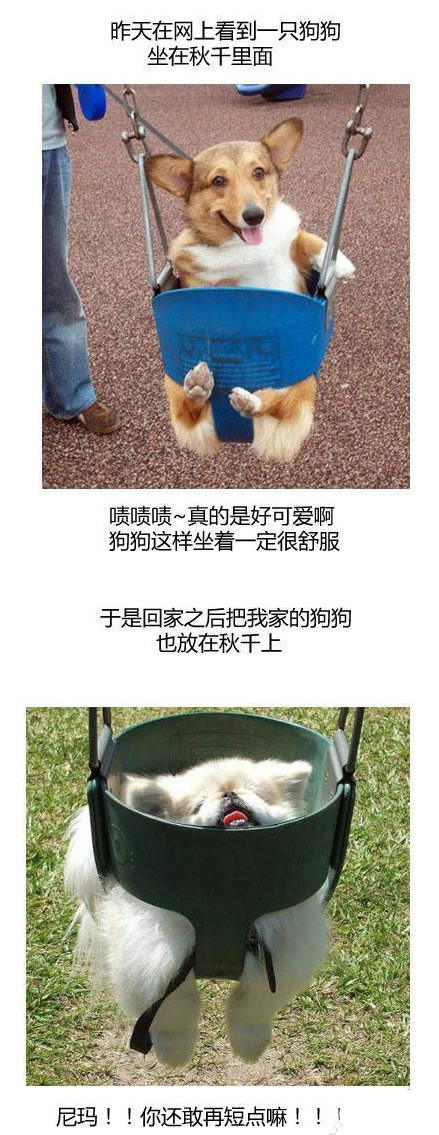 狗比狗，也可以气死人！！！！
