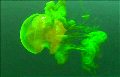 荧光水母