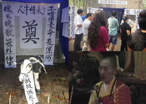 河南惊现奶牛追悼会