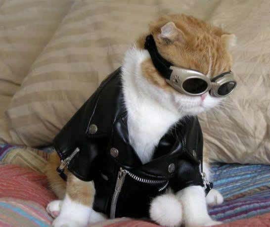 超酷朋克版猫咪