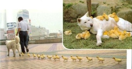 认错妈妈了肿么办