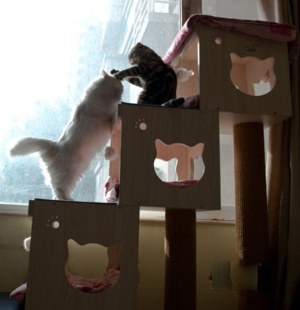 回自己猫窝去，别妄想哈