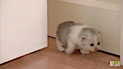 刚学会走路的猫猫