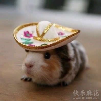 好萌的牛仔