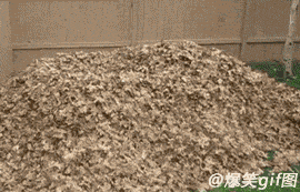 2货汪星人