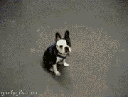 真爱吗
