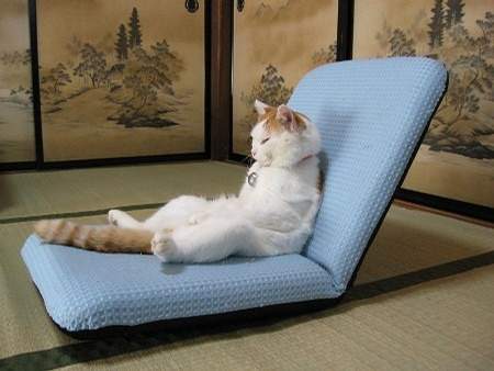 猫咪最销魂坐姿