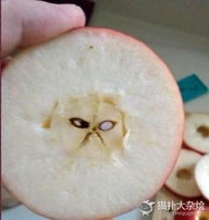 发现喵星人