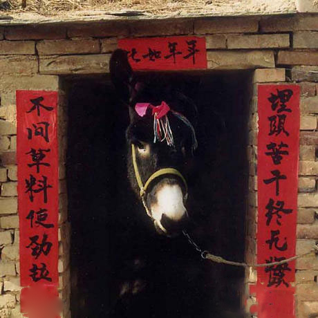 老驴年年难过年年过啊