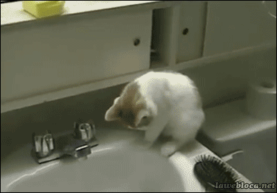猫猫你是怎么了