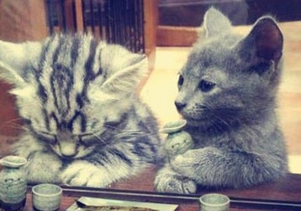 失恋后的猫