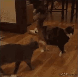 不要惹会功夫的猫