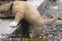小短腿