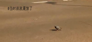 淡定的鸽子