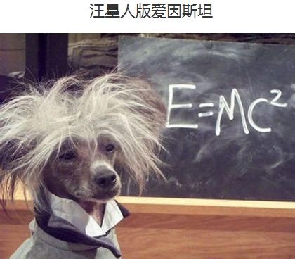汪星人版爱因斯坦