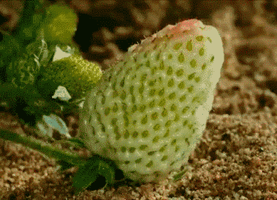 草莓变熟过程