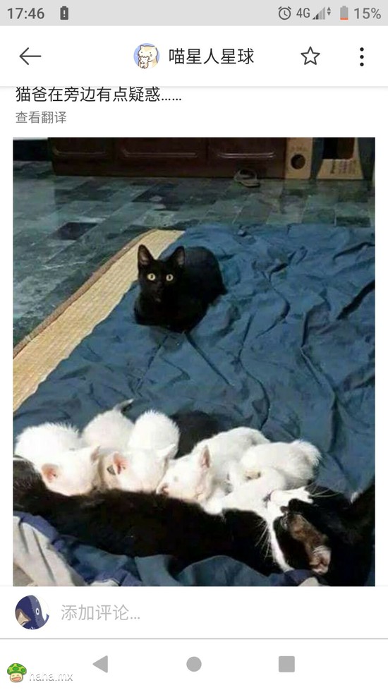 猫爸有点懵