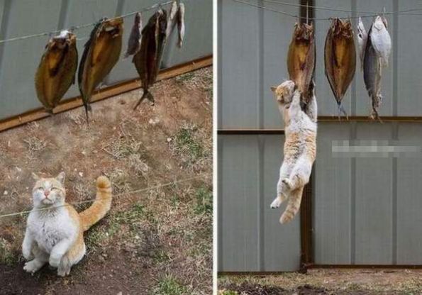 猫的潜能是这样激发出来的