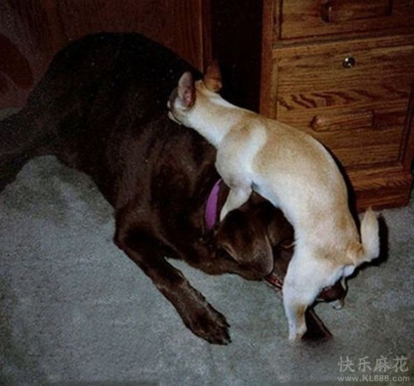 狗狗，反了~