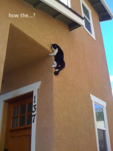 蜘蛛侠猫咪