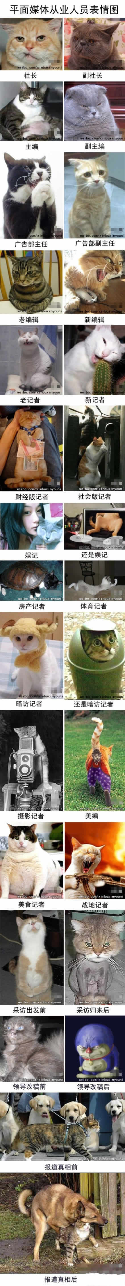 猫版媒体从业人员表情图