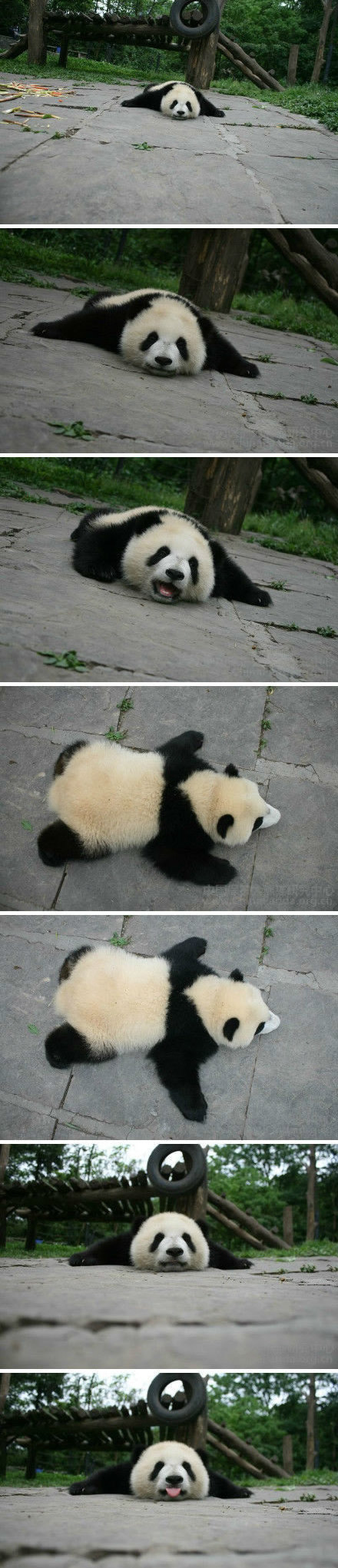 这货怎么可以懒成这样啊