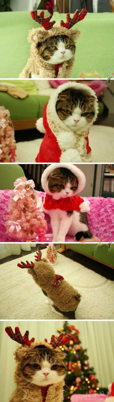 萌猫来了，提前祝大家圣诞快乐！