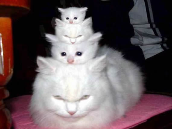 千首猫咪