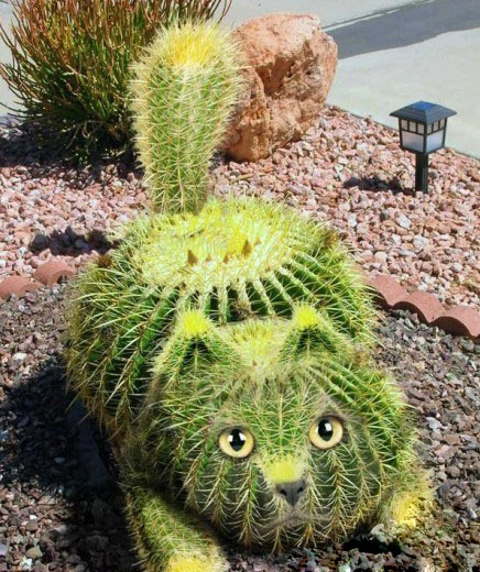 仙人球猫咪