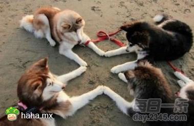 听说人类都喜欢这么拍照啊！~