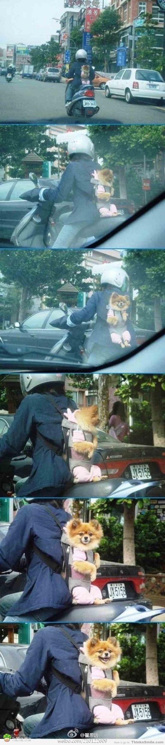 狗宝宝