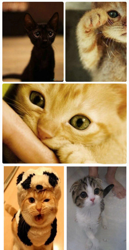 猫儿的非主流POSE