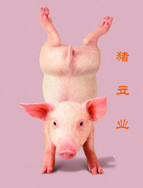 猪立业好有型哟