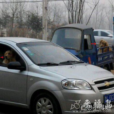 同是狗狗不同命运