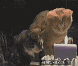 聪明的猫猫