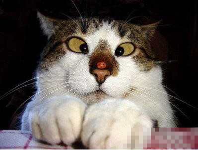 会翻对眼的猫，第一次见