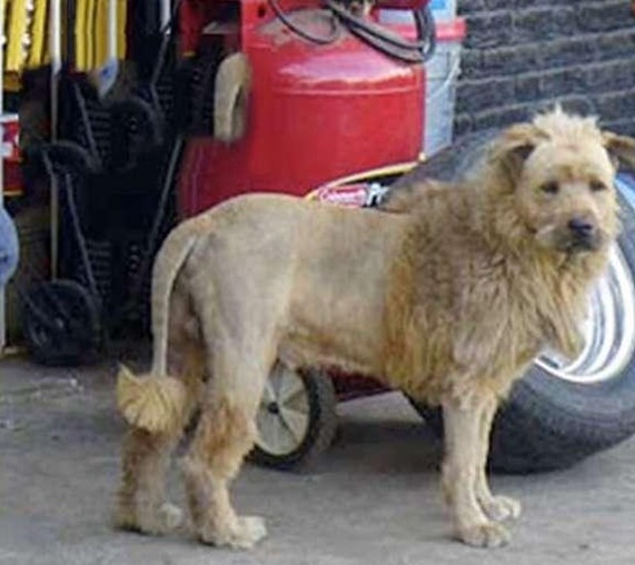 猫猫狗狗的各种状态