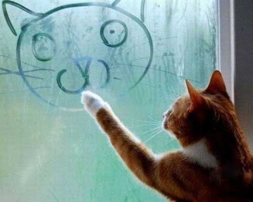 猫咪自画像