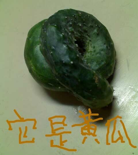 这黄瓜长得真是邪了门了，怎么状似大便呢