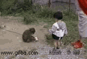 侵略性十足的猴子