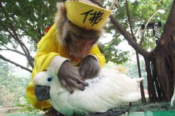 出家了的猴